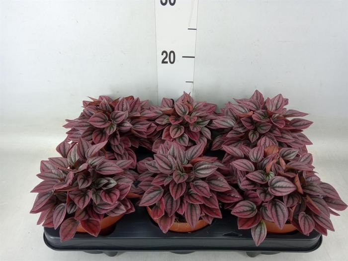 <h4>Peperomia caperata 'Cayenne'</h4>
