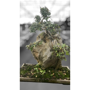 Zelkova parvifolia on rock, 49 cm. (single item)