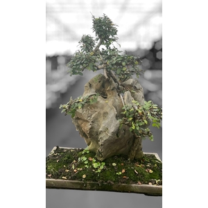 Zelkova parvifolia on rock, 49 cm. (single item)