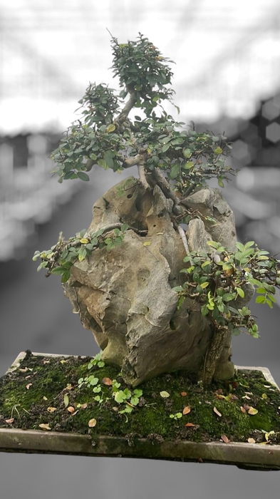 <h4>Zelkova parvifolia on rock, 49 cm. (single item)</h4>
