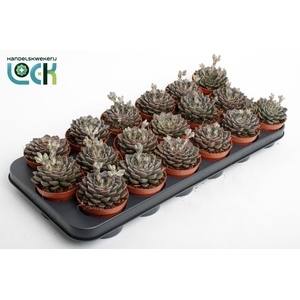 Echeveria Glauca