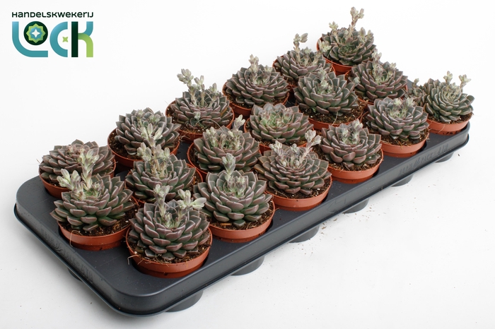 <h4>Echeveria Glauca</h4>