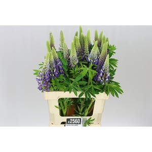 Lupinus Blue Pastel