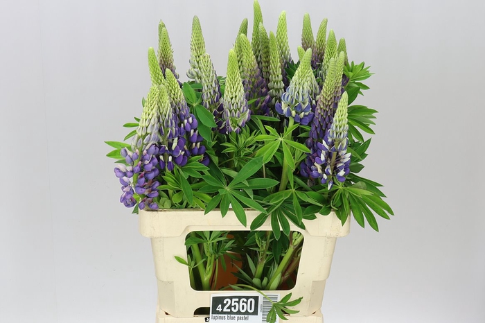 <h4>Lupinus Blue Pastel</h4>