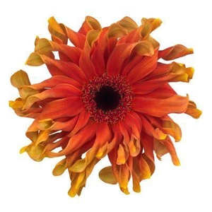 Gerbera Pasta Caprese Water X40 Lang