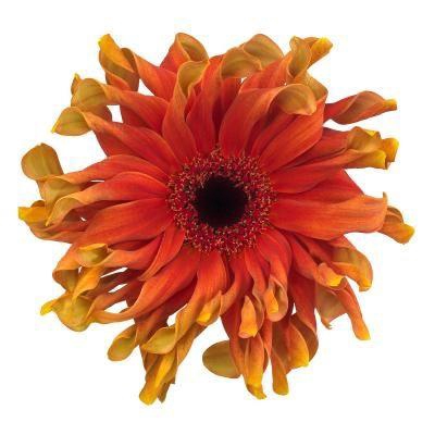 <h4>Gerbera Pasta Caprese Water</h4>