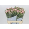 Dianthus Sp Symply Strike