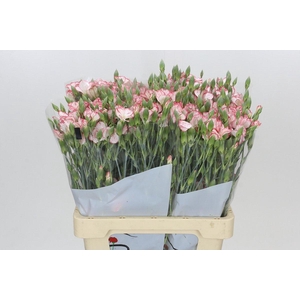 Dianthus Sp Symply Strike
