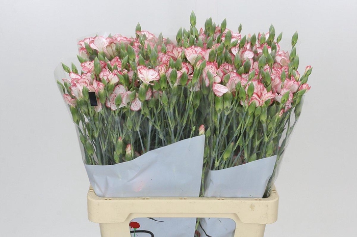 <h4>Dianthus Sp Symply Strike</h4>