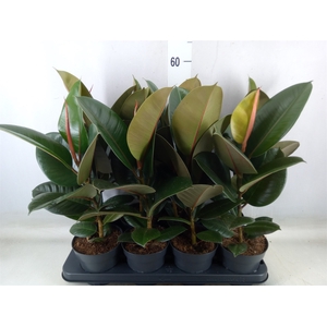 Ficus elastica 'Robusta'