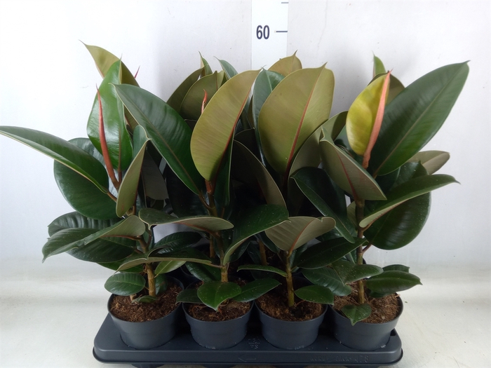 <h4>Ficus elastica 'Robusta'</h4>
