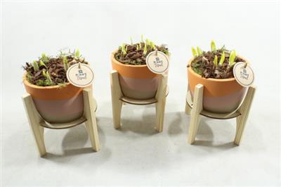 <h4>3440 KER OP HOUT POOTJE</h4>