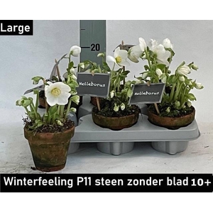 HELL NI WINTER FLEUR