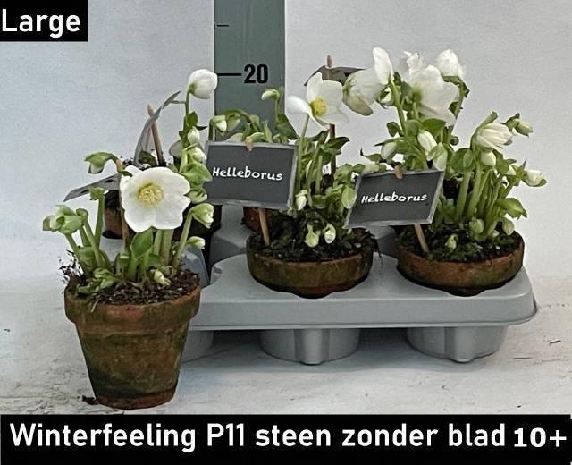 <h4>HELL NI WINTER FLEUR</h4>