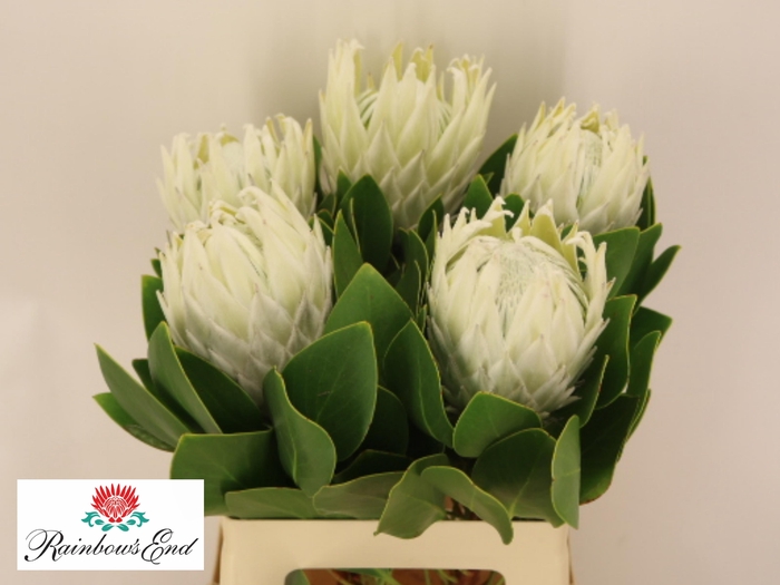 <h4>PROTEA CY AYOBA A IC</h4>