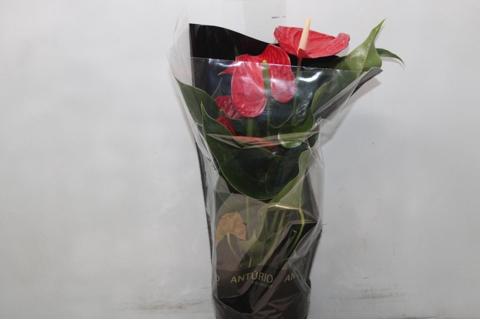 <h4>ANTHURIUM MICHIGAN P17 PREMIUM</h4>