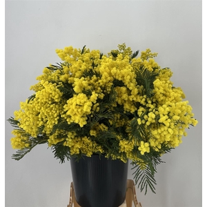 Acacia Mirandole 1kg