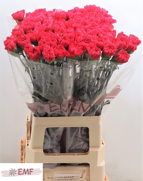 <h4>DI ST BIZET</h4>