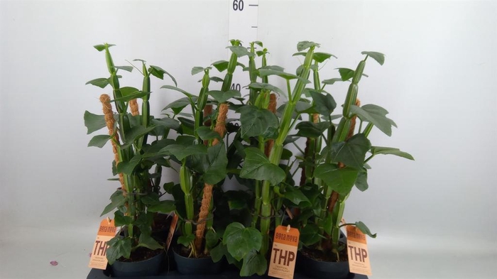 <h4>Cissus   ...</h4>