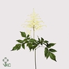 Astilbe washington