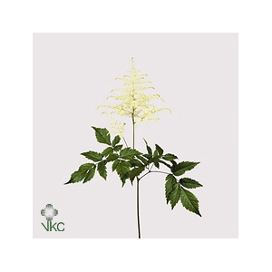 Astilbe Washington