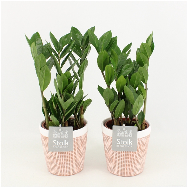 <h4>Zamioculcas Zamiifolia in Terracotta</h4>