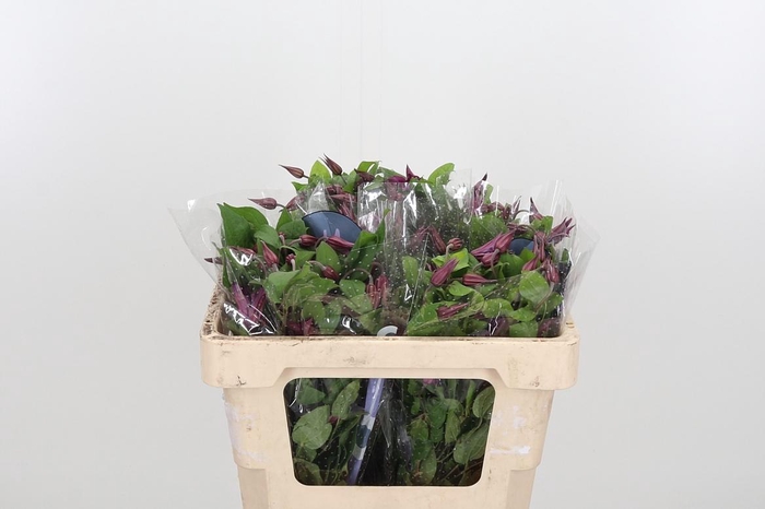 <h4>Clem Amazing Kyiv</h4>