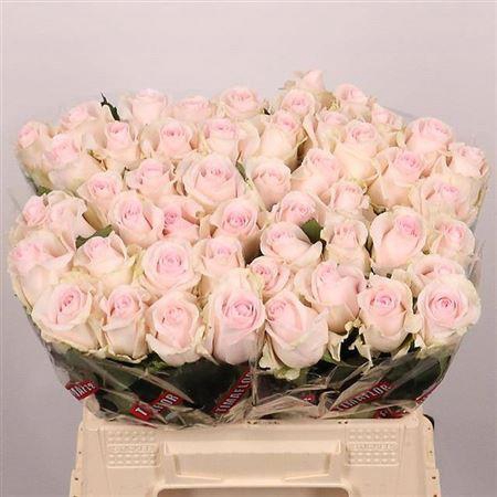 <h4>R Gr Revival Sweet</h4>