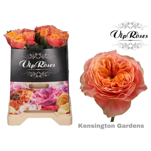 R GR KENSIN GARDENS!