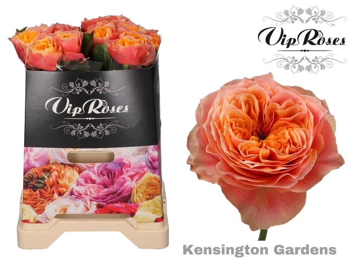 R GR KENSIN GARDENS!