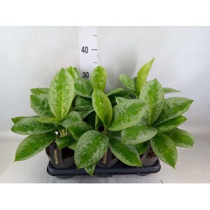 Aglaonema  'Lemon Mint'