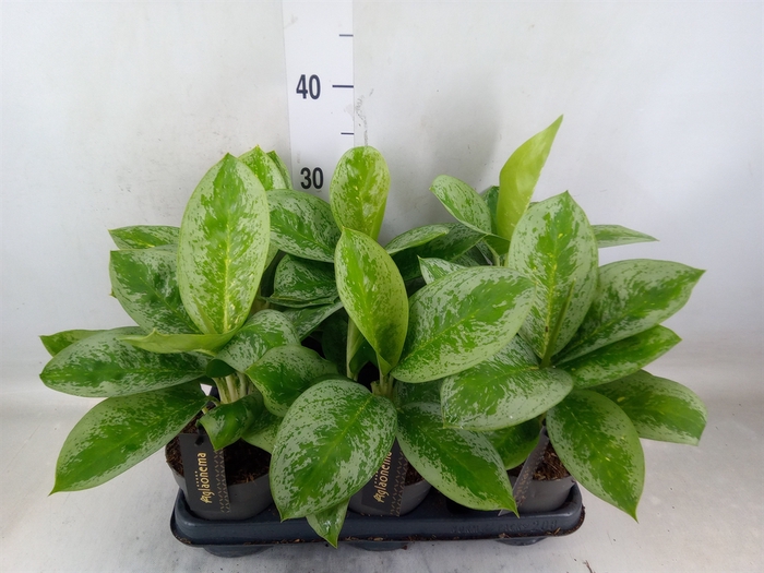 <h4>Aglaonema  'Lemon Mint'</h4>
