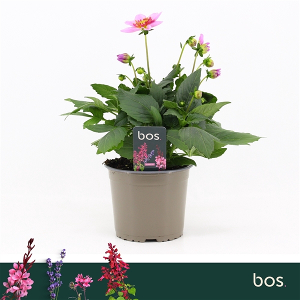 <h4>Dahlia Happy Days, Pink</h4>