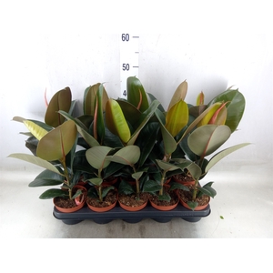 Ficus elastica 'Robusta'