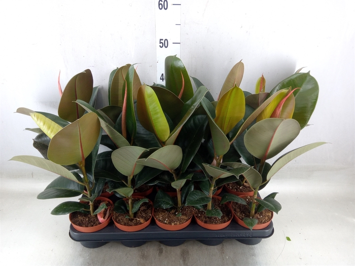<h4>Ficus elastica 'Robusta'</h4>