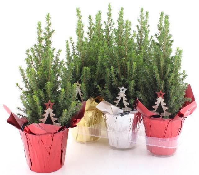 <h4>PICEA GL PERFECTA</h4>