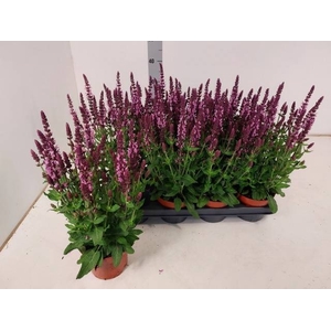SALVIA NE SE DP ROSE