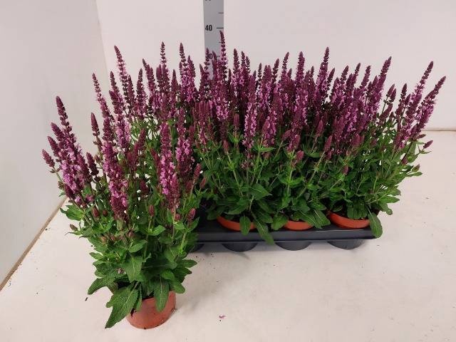 <h4>SALVIA NE SE DP ROSE</h4>