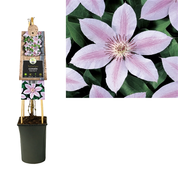 <h4>Clematis 'John Paul II' 3.0 label</h4>