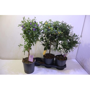 arr8 Ov Kuipplant Gem