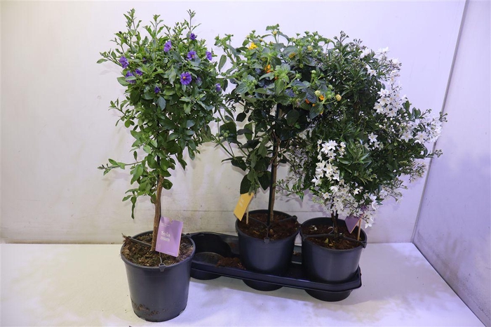 <h4>arr8 Ov Kuipplant Gem</h4>