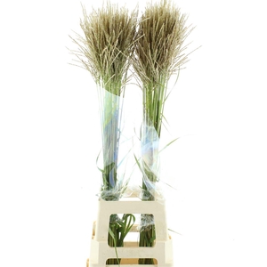 Miscanthus White