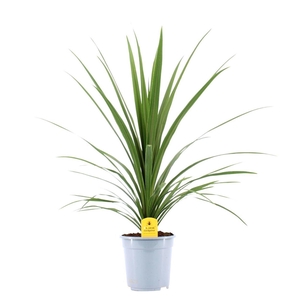 Cordyline Peko