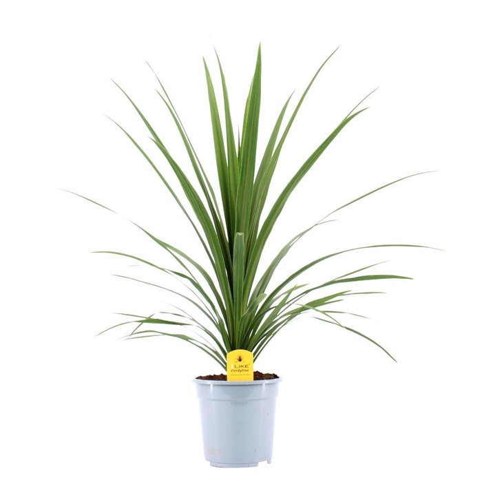 <h4>Cordyline Peko</h4>