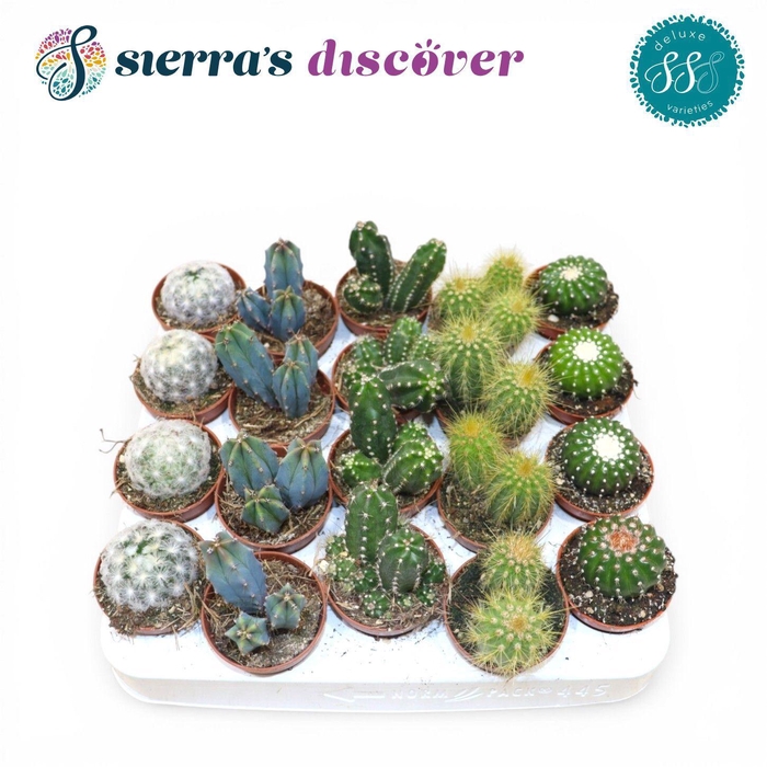 <h4>Discover® - Santiago Cactus Mix (Deluxe)</h4>