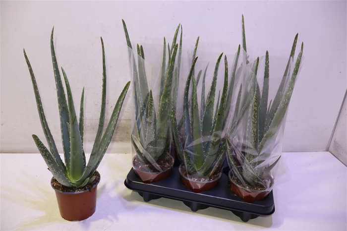 <h4>Aloe Vera</h4>