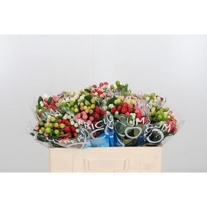 Hyp Coco Rainbow Gem