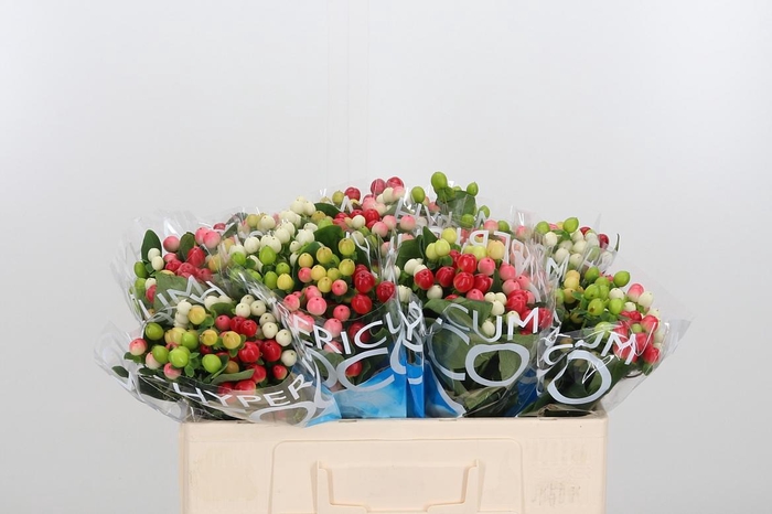 <h4>Hyp Coco Rainbow Gem</h4>