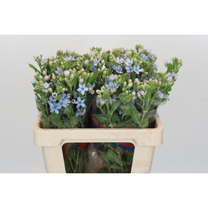 Oxypetalum Tweedia Blue