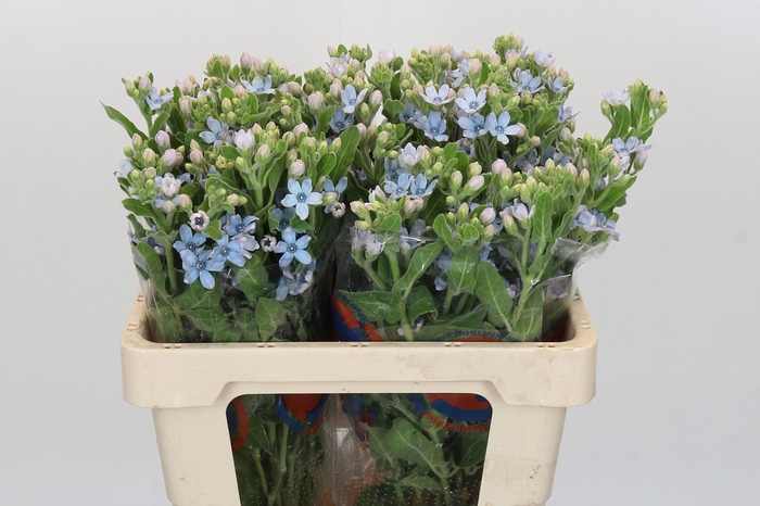Oxypetalum Tweedia Blue